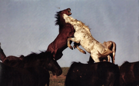 Mustang Rumble 2 - equine, animal, mustang, photography, photo, horse, wide screen