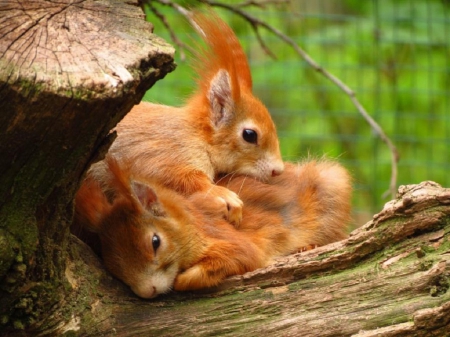 We belong together - squirrels, animals, cute, together