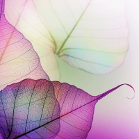 *Macro Nature*