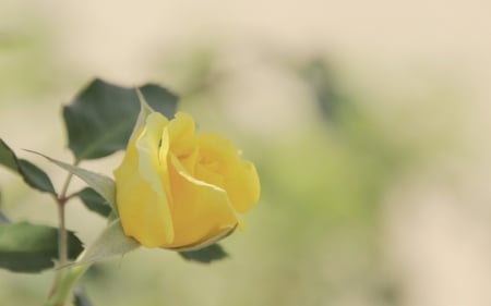 Color of the jealousy! - yellow, color, one, rose, flower, jealousy