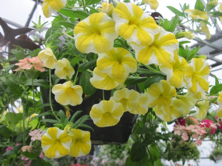 Flowers day at the greenhouse 78 - Yellow, Flowers, green, photography, Petunias