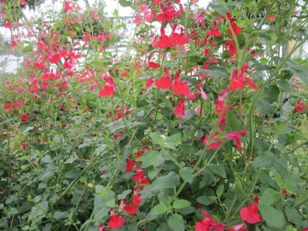 Flowers day at the greenhouse 79 - green, flowers, photography, red