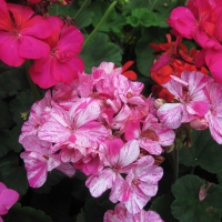 Flowers day at the greenhouse 82