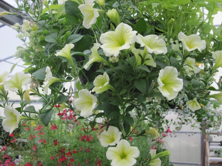 Flowers day at the greenhouse 83 - basket, Flowers, garden, green, photography, Petunias