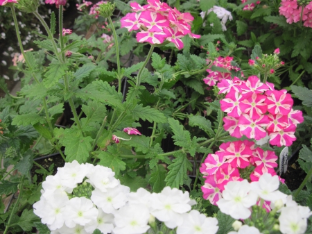 Flowers day at the greenhouse 84 - white, pink, photography, green, flowers