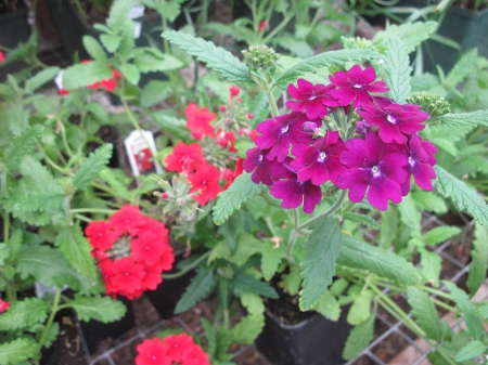 Flowers day at the greenhouse 85 - purple, red, photography, green, flowers, garden