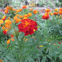 Flowers day at the greenhouse 87