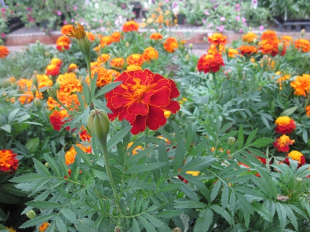 Flowers day at the greenhouse 87 - red, garden, flowers, photography, orange, green