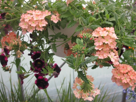 Flowers day at the greenhouse 89 - photography, petunias, green, flowers, basket, garden