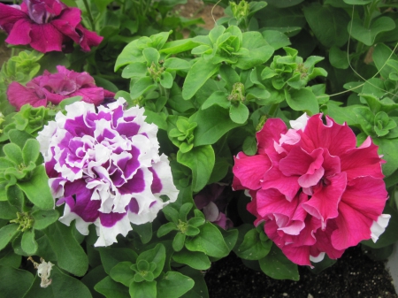 Flowers day at the greenhouse 91 - purple, red, photography, green, flowers