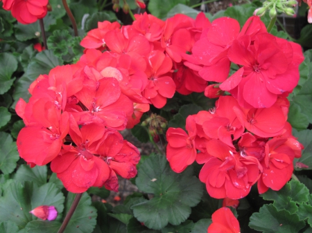 Flowers day at the greenhouse 94 - Flowers, red, green, photography, geranium