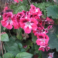 Flowers day at the greenhouse 96