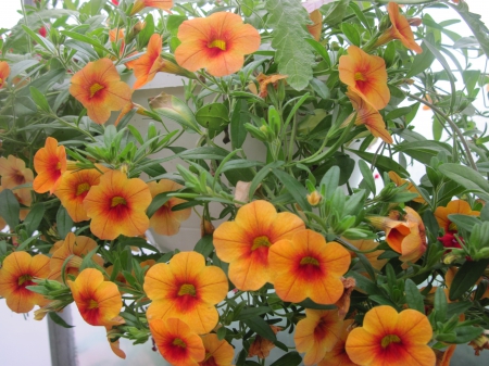 Flowers day at the greenhouse 99 - basket, Flowers, green, photography, orange, petunias