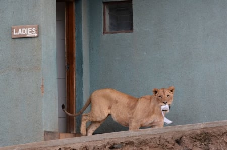 Hm... Lion :) - sleepy, cute, beautiful, cat, sleeping, kitty, cats, hat, cat face, paws, face, animals, pretty, beauty, sweet, kitten, lovely