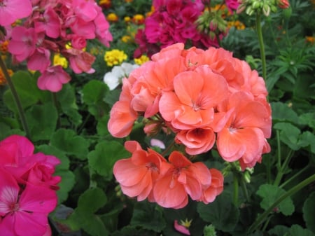 Greenhouse garden day 02 - Flowers, garden, red, green, photography, orange, geranium