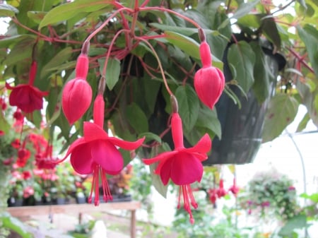 Greenhouse garden day 04 - basket, Flowers, red, green, photography, fuchsia