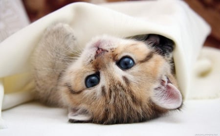 Kitten - pretty, cute, kitten, cat, sweet, snout