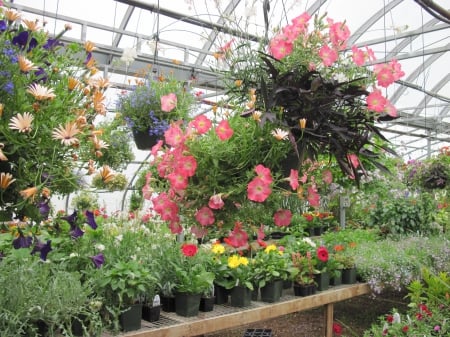 Greenhouse garden day 12 - pink, photography, petunia, green, flowers, basket, garden