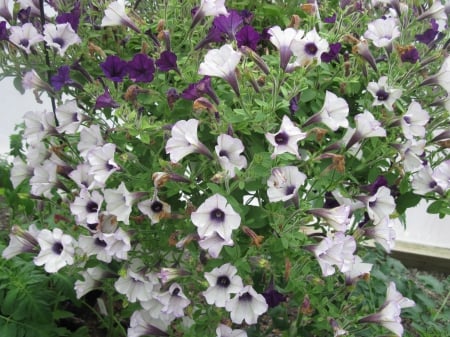 Greenhouse garden day 15 - purple, photography, green, petunias, flowers, garden