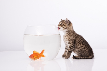 Cat Hunt Fish - animal, animals, cat hunt, cat, kitty, cats, hunt, cat hunt fish, fish, aquarium