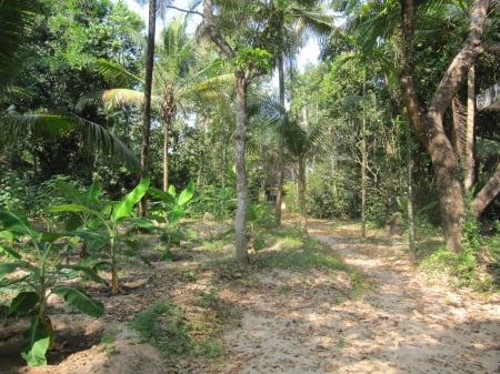 A path on a bright day - Trees, Greenery, Nature, Fields