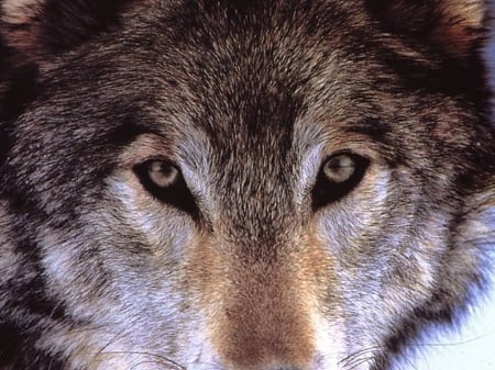 Wolf - nature, smow, wild, Wolf, animals