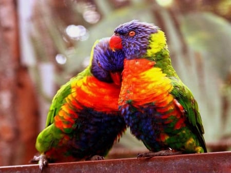 RAINBOW BIRDIES - bird, yellow, blue, beautiful, photography, beauty, colors, parrot, orange, colorful, nature, purple, tropical, red, green, feathers