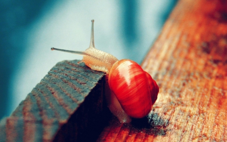 sluggish - tired, humor, photography, slug, snail, shell, nature, funny, cute