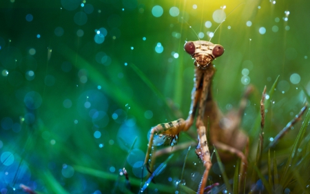 Mantis in the rain - mantis, water, blue, green, rain, drops, insect, red eyes