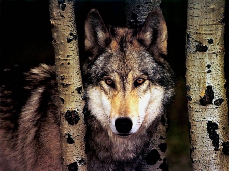 Wolf between Birch trees - trees, Birch, forrest, wild, Wolf, animals