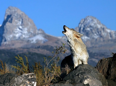 The Call of the Wild - wolf, call, sky, animals, wild, mountains