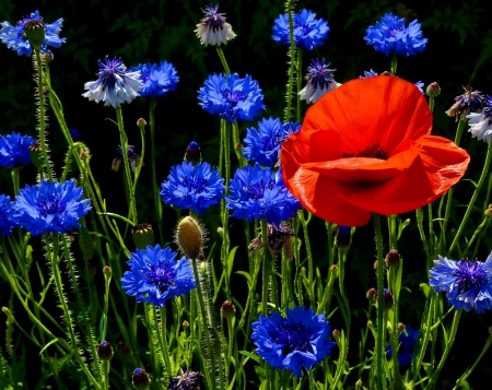 Field flowers - pretty, poppies, lonely, summer, blue, beautiful, grass, meadow, lovely, freshness, flowers, wildflowers, colorful, nature, field, nice