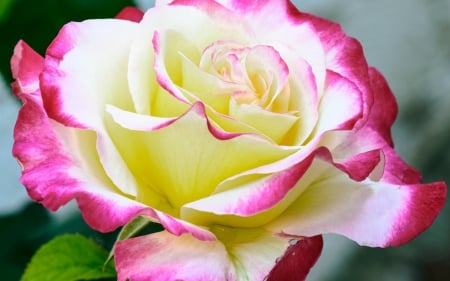 Beautiful Rose Closeup