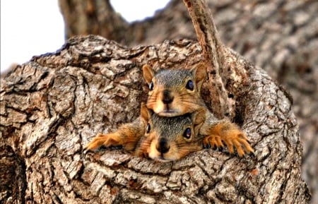 Waiting for mommy - animal, funny, red, cute, squirrels, couple, sweet, tree