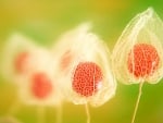 PHYSALIS FRUIT CLOSE UP