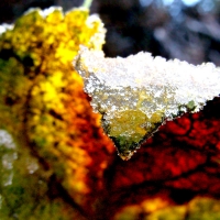 A LEAF FILLED WITH ICE