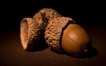 THE START TO A TREE - nuts, nature, close up, acorn, trees, macro, food, photos