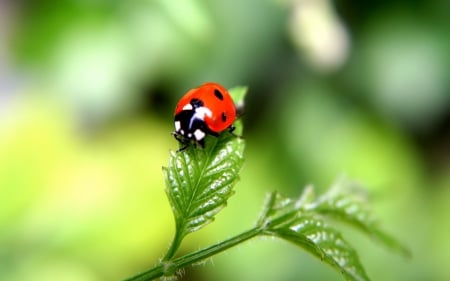 FINE LADYBUG - photos, insects, spring, leaves, nature, bugs, macro, lady bug, close up