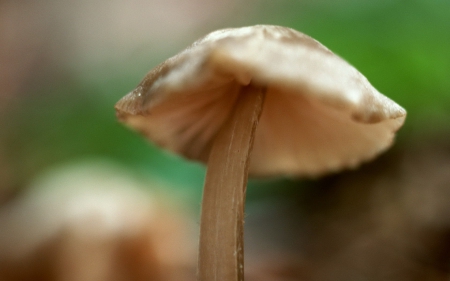 PLANTING MUSHROOMS - photos, spring, cool, nature, macro, mushrooms, plants, close up, wild, woods