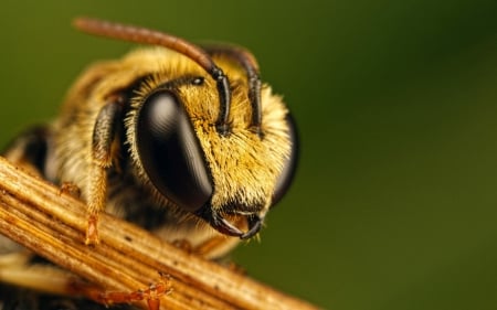 EYE TO EYE WITH A BEE - close up, beauty, animals, photos, nature, bugs, insects, cool, macro, wild, bees