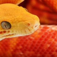 ONE BEAUTIFUL SNAKE