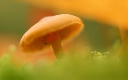 SUNLIGHT ON A MUSHROOM - close up, mushrooms, beauty, sunlight, sun, photos, nature, cool, macro, prange