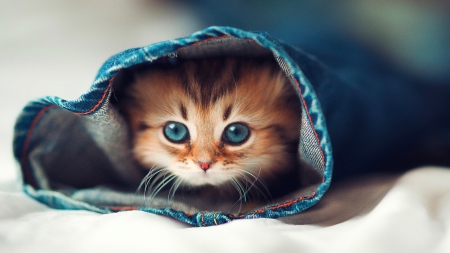 cute cat