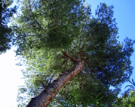 Pinetree - nature, sky, trees, blue, green, tree