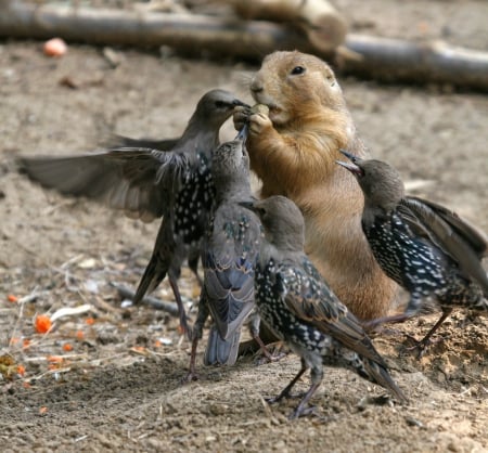 SHARING IS CARING - sharing, caring, babies, gofeer, peanut, bird