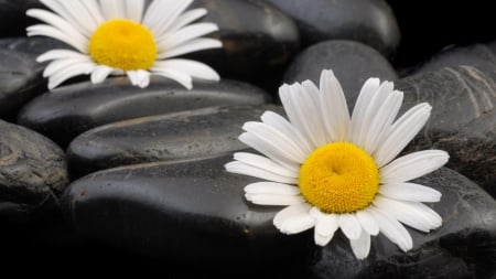 BLACK AND WHITE - white, water, spa, daisy, black