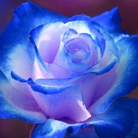 BLUE MICRO ROSES