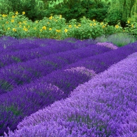 PURPLE FIELDS OF FLOWERS