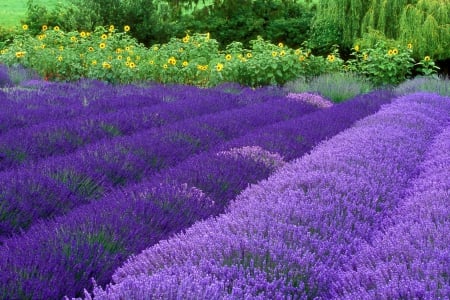 PURPLE FIELDS OF FLOWERS - fields, purple, flowers, lavander