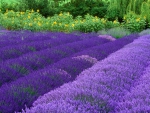 PURPLE FIELDS OF FLOWERS